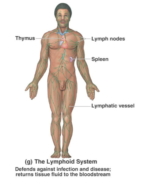 <p>Lymph nodes, lymphatic vessels, spleen, thymus, tonsils</p>