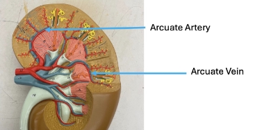 <p>arcuate artery, arcuate vein</p>