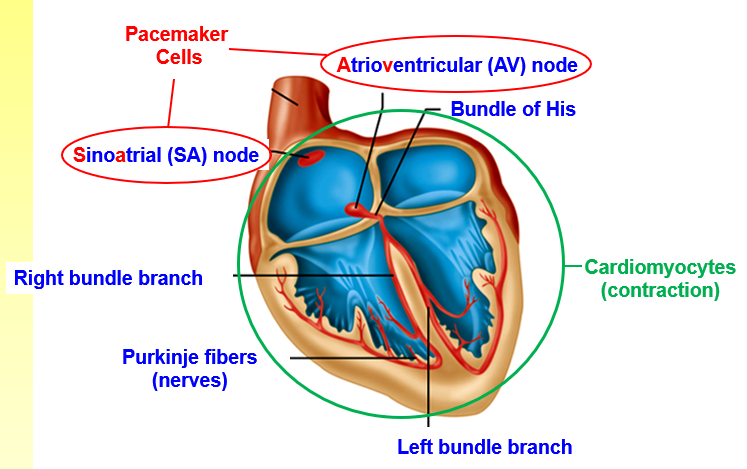 <ul><li><p>Pacemaker cells (SAN and AVN)</p></li><li><p>Right bundle branch</p></li><li><p>Purkyne fibres</p></li><li><p>Left bundle branch</p></li><li><p>Cardiomyocytes (contraction)</p></li><li><p>Bundle of His</p></li></ul><p></p>