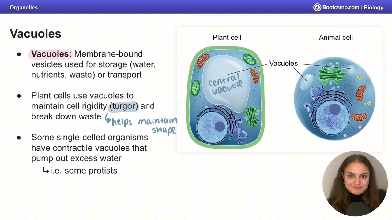 <p>for storage, </p><p>plants use them for rigity or waste breakdown</p><p>some protists use it for osmoregulation </p>