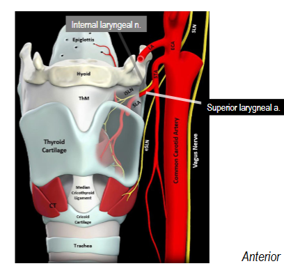 <p>Branch of superior thyroid</p><p>Travels with internal laryngeal nerve through thyrohyoid membrane</p>