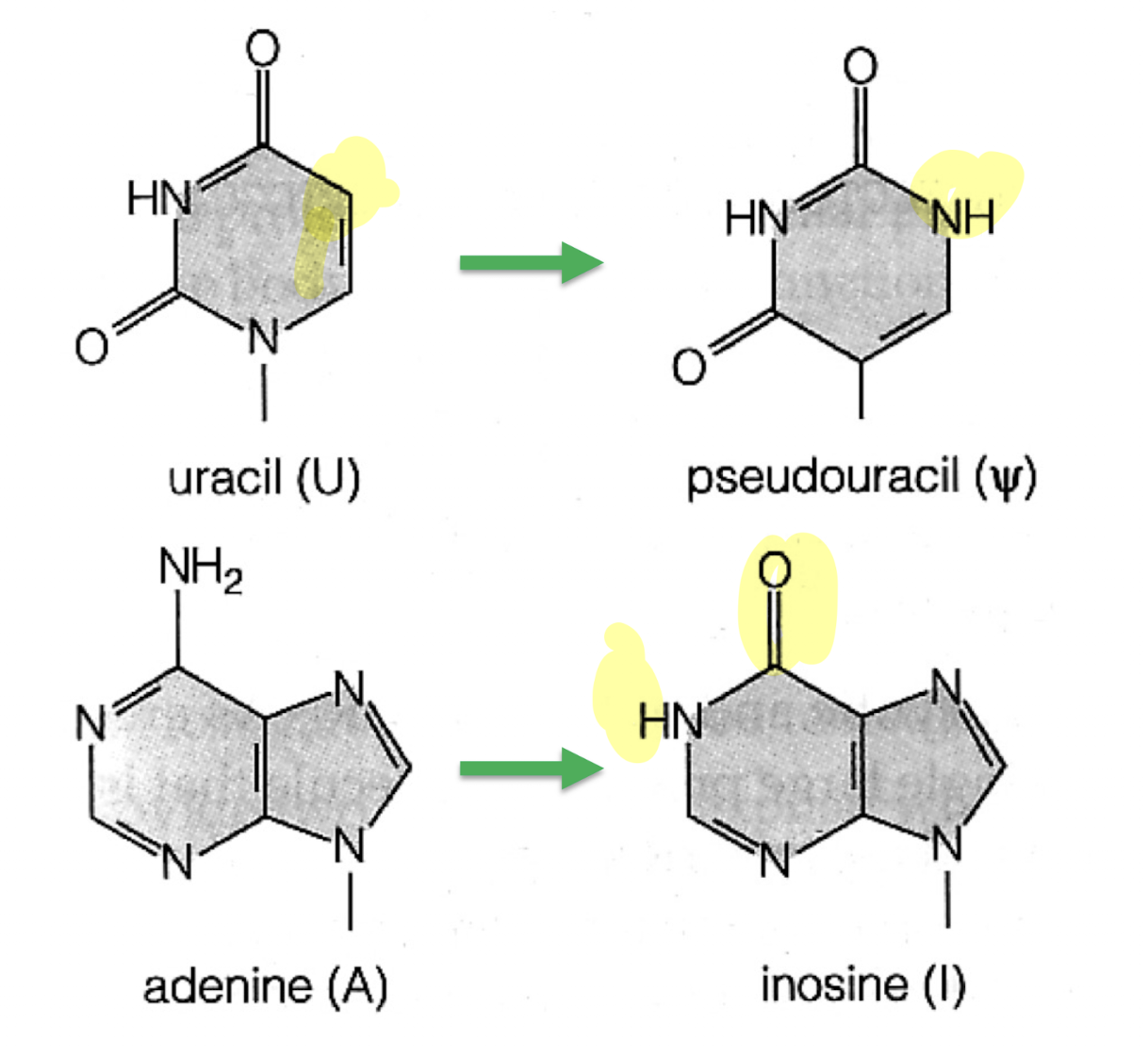 <p>Specific A, G, U, or C bases in pre-RNA are modified through changes to the base structure. Done to allow tRNAs to fold into complex shapes needed for its role</p>