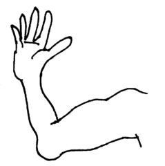 <p>cánh tay</p>