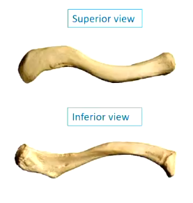 <p>acromial end is usually flatter (left), sternal end is more like a circle (right)</p>