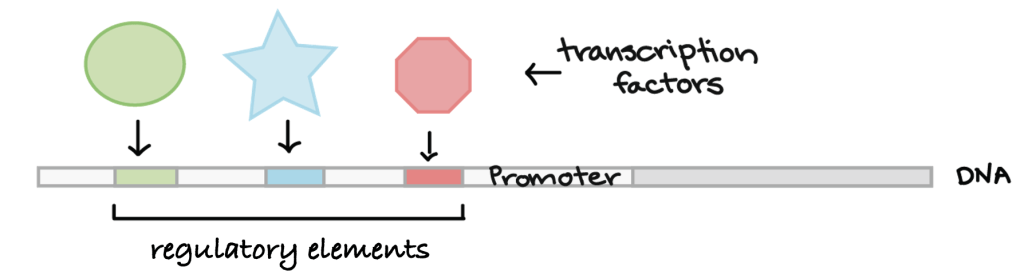 <p>Bacterial gene sites for transcription</p><ol><li><p><strong>regulatory elements</strong> = sites for binding regulatory transcription factor proteins</p><ul><li><p>increases or decreases rate of transcription</p></li></ul></li><li><p><strong>promoter</strong> = site for RNA pol binding = beginning of transcription</p></li><li><p><strong>terminator</strong> = site that signals end of transcription</p></li><li><p><strong>ribosome-binding site</strong> = site for ribosome binding to mRNA in bacteria</p><ul><li><p>ribosome scans RNA for start codon</p></li><li><p>translation beings here</p></li><li><p>in eukaryotes, ribosome binds to <u>7-methylguanosine</u> cap in mRNA</p></li></ul></li></ol><p></p>