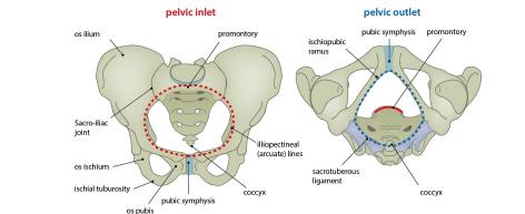<p>What are the borders of the pelvic outlet?</p>