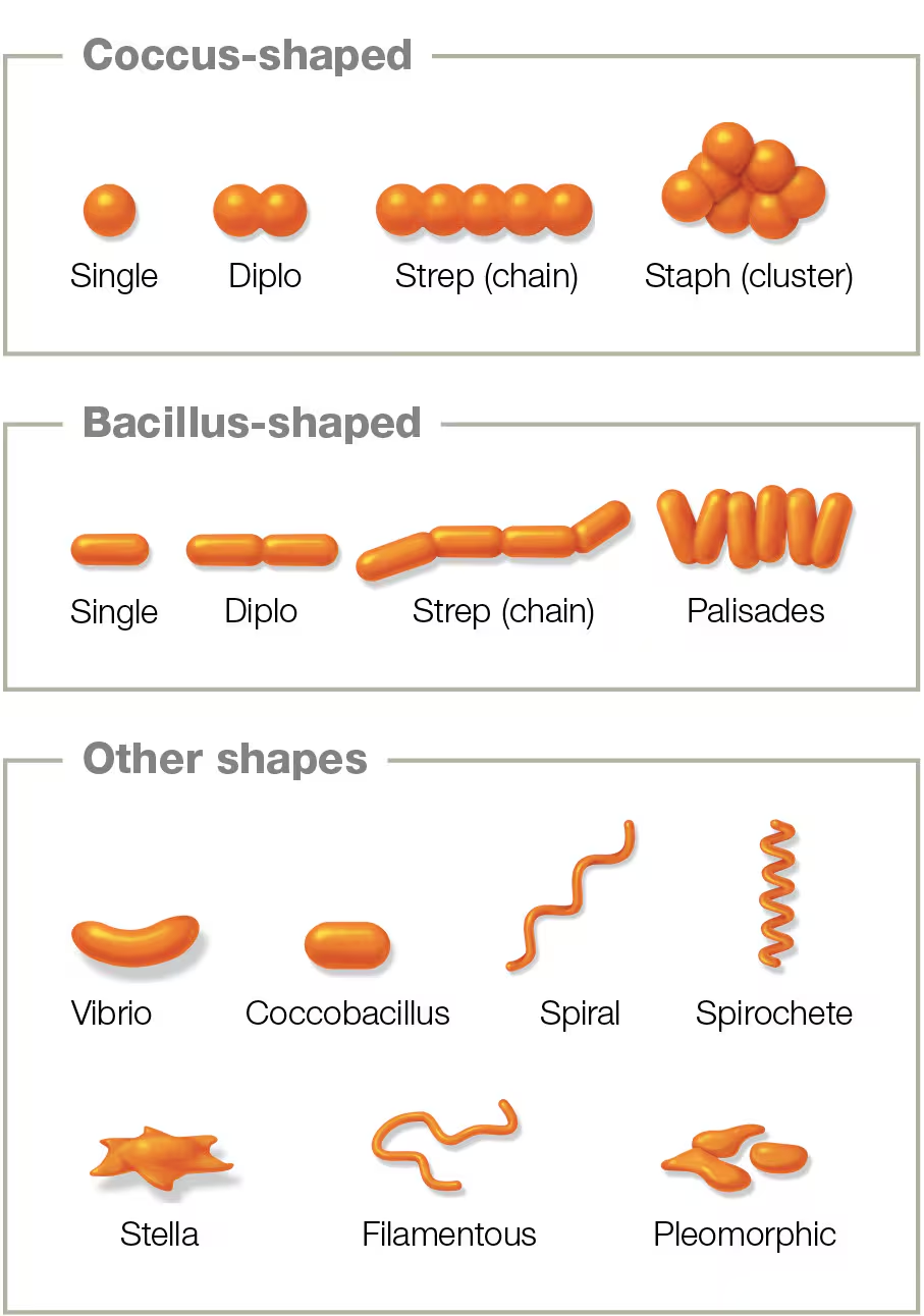 <p>Spiral-shaped cell</p>