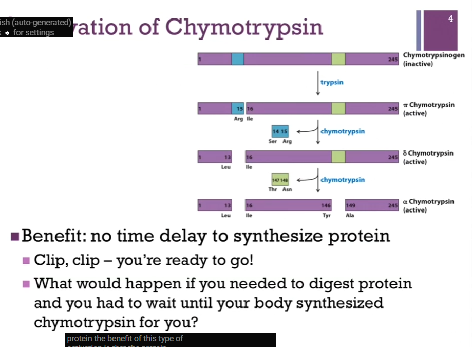 <p>The benefit of this type of activation is THAT the protein has already been synthesized, and it’s ready to go. It only has to be activated! Benefit cause imagine in order to have active chymotrypsin, we had to actually synthesize the protein from scratch. Ate a big meal. Remember chymotrypsin digest peptide bond, SO we are going to need that enzyme. Eaten meal. Now we have to send signal to nucleus so that we can convert DNA into mRNA. Message needs to be transported to the cytoplasm so that it can be <strong>translated </strong>into protein and then the protein has to be sent where it needs to go. Well now that hamburger is sitting in the bottom of your stomach; now you have indigestion cause you had to wait to make the protein. Benefit of inactive form of protein or enzyme is that it’s there when you need it; all you need to do is activate it (clip here here and there!). Then have active chymotrypsin and can <strong>digest that protein</strong>, that hamburger we ate! </p>