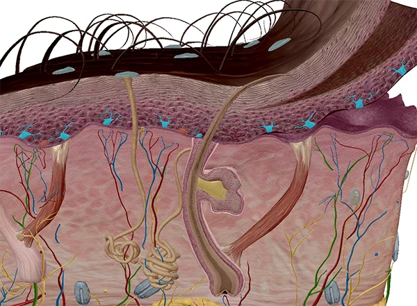 <p><span style="background-color: transparent;"> Small dendrite-looking cells located near the <strong>bottom of the epidermis (stratum basale)</strong>; often difficult to see individually.</span></p>
