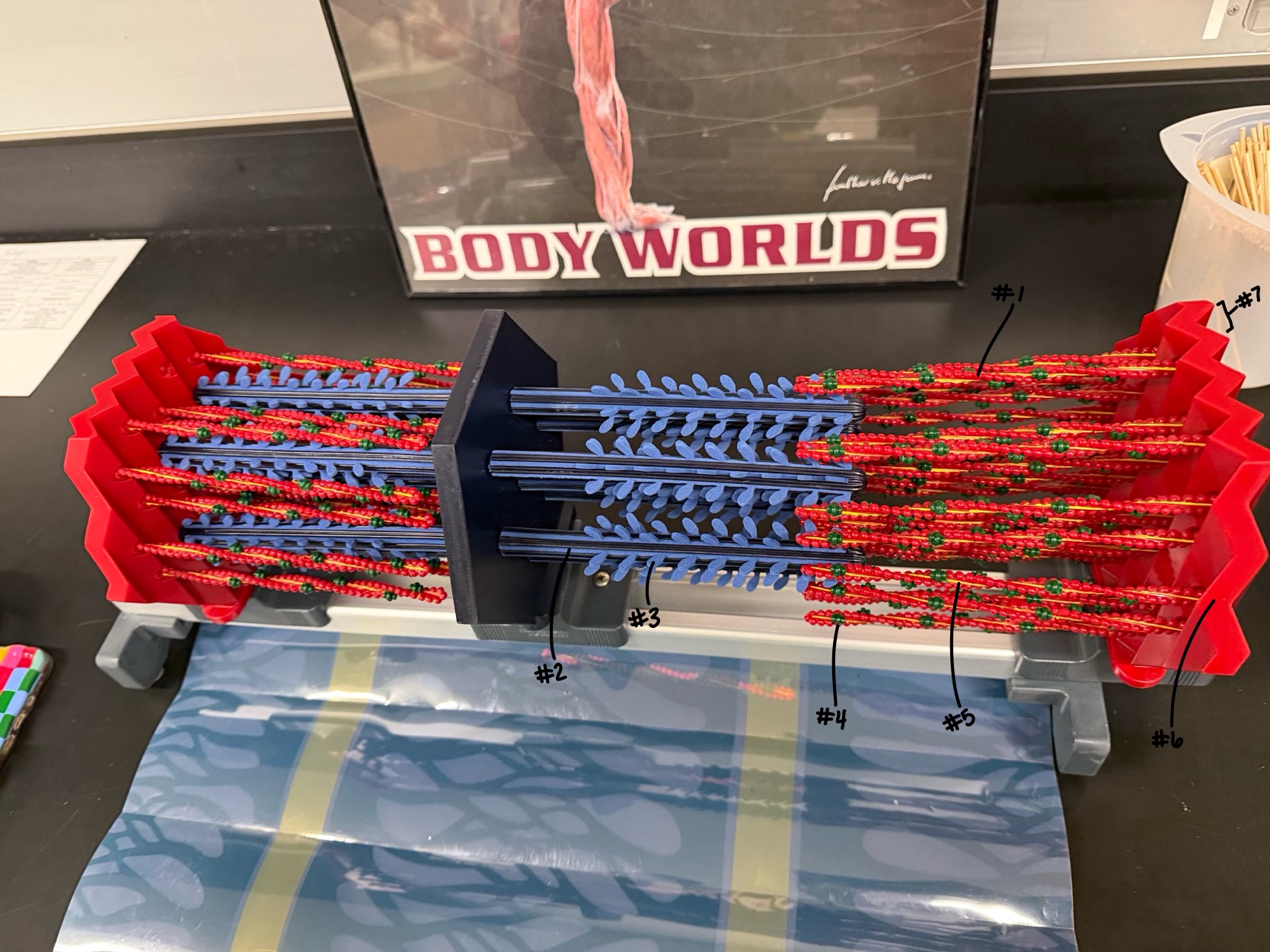 <p>What are the red beads labeled #1 in the Sacromere model?</p>