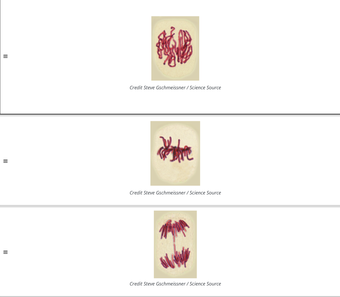 <p>dna, </p><p>inter, </p><p>chromosomes</p><p>Mitosis </p><p>chromosomes </p><p>Mitosis </p><p>chromosomes </p><p><strong>middle </strong></p><p>Mitosis </p><p>sister</p><p>chromosomes </p><p>division </p><p>daughter </p><p>identical </p><p>pro</p><p>mitosis </p><p>meta</p><p>ana</p><p>telo</p><p>ana</p><p>sister </p><p>telo</p><p>pro</p><p>meta</p><p>ana</p>