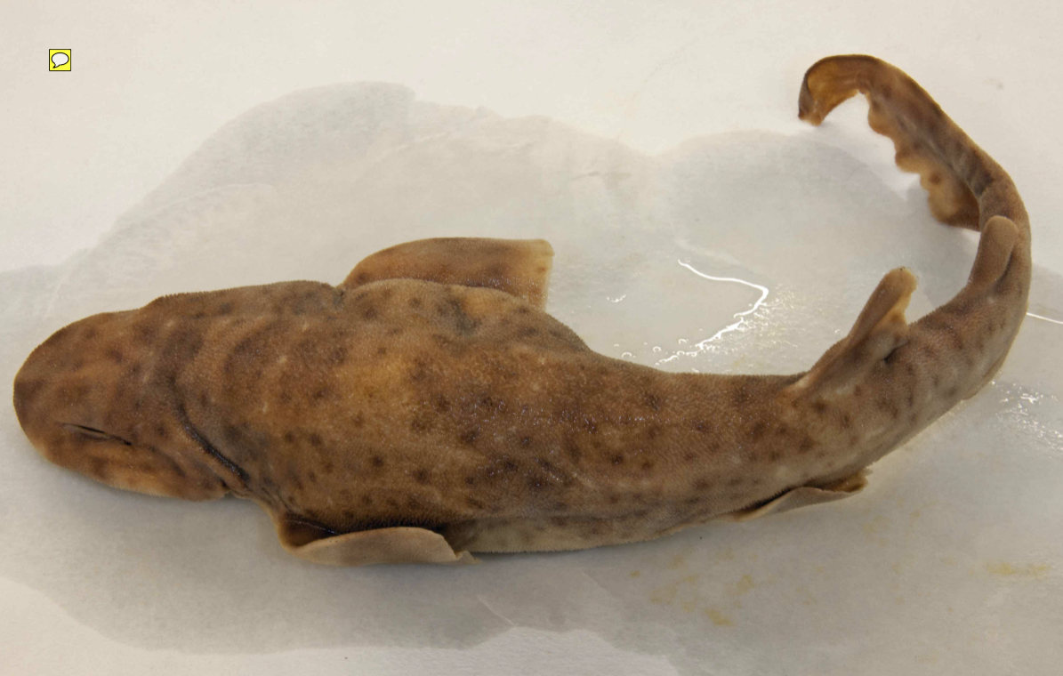 <p>Class Chondrichthyes; Family Carcharhiniformes</p>
