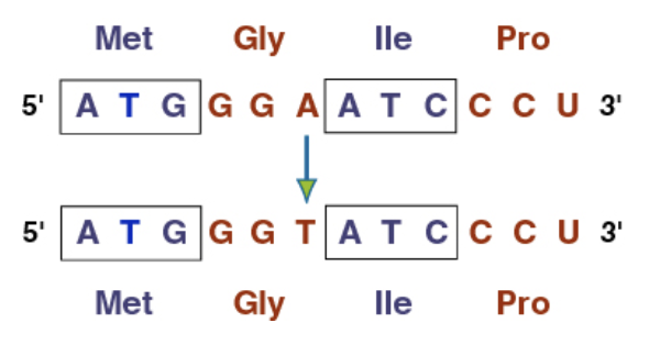 <p>(Point mutation) They do not affect the protein sequence because of the degeneracy of the code (meaning the code is redundant or not functional)</p>