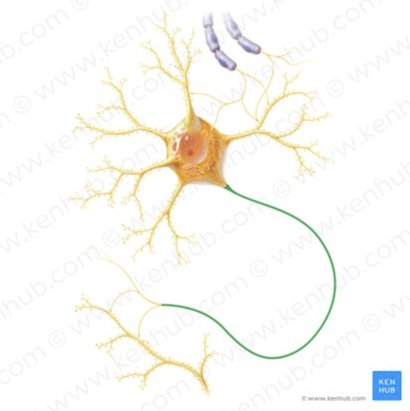 <p>Carries impulses <strong>AWAY</strong> from cell body.</p>