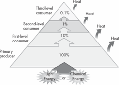 <p>Energy decreases at each successive trophic level due to large metabolic and heat losses.</p>