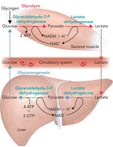 <p> don’t compete for the same substrates at the same location</p>