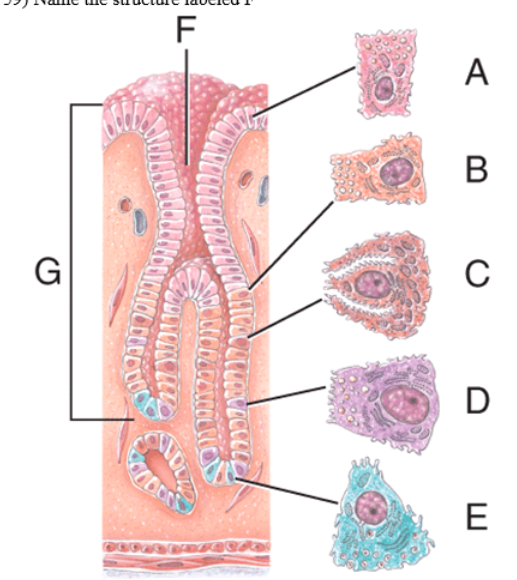 <p>38) Name the structure labeled G</p><p>a) Parietal cell</p><p>b) Gastric glands</p><p>c) Gastric pit</p><p>d) Chief cell</p><p>e) Simple columnar epithelium</p>