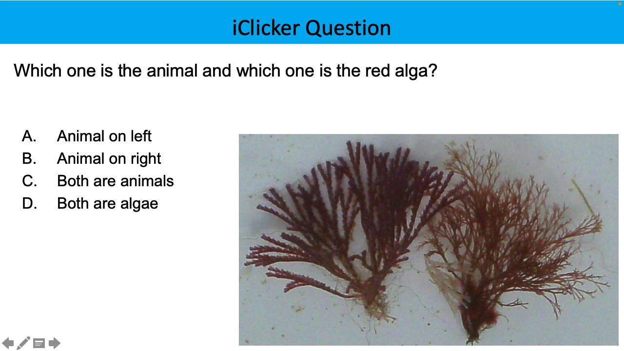 <p>Which one is the animal and which one is the red algae?</p>