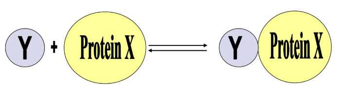 <ul><li><p>depends on their ability to bind other small molecules (ligands) reversibly</p></li><li><p>The greater the affinity of Protein X for ligand Y the more XY we will have at any concentration of Y or X - the interactions that link them is h bond, ionic interaction, hydrophobic, dipole-diople - the more you interact the better you can bind protein to ligand</p></li></ul><p></p>