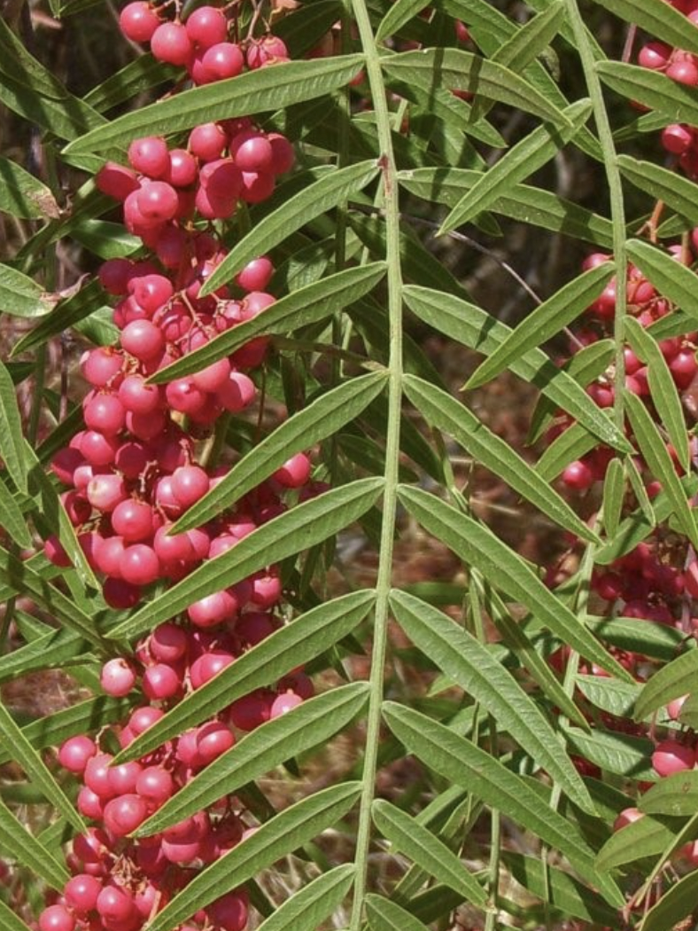 <p>Schinus molle</p>