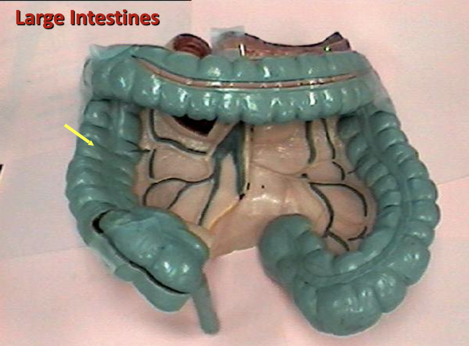 <p>Identify the organ.</p>