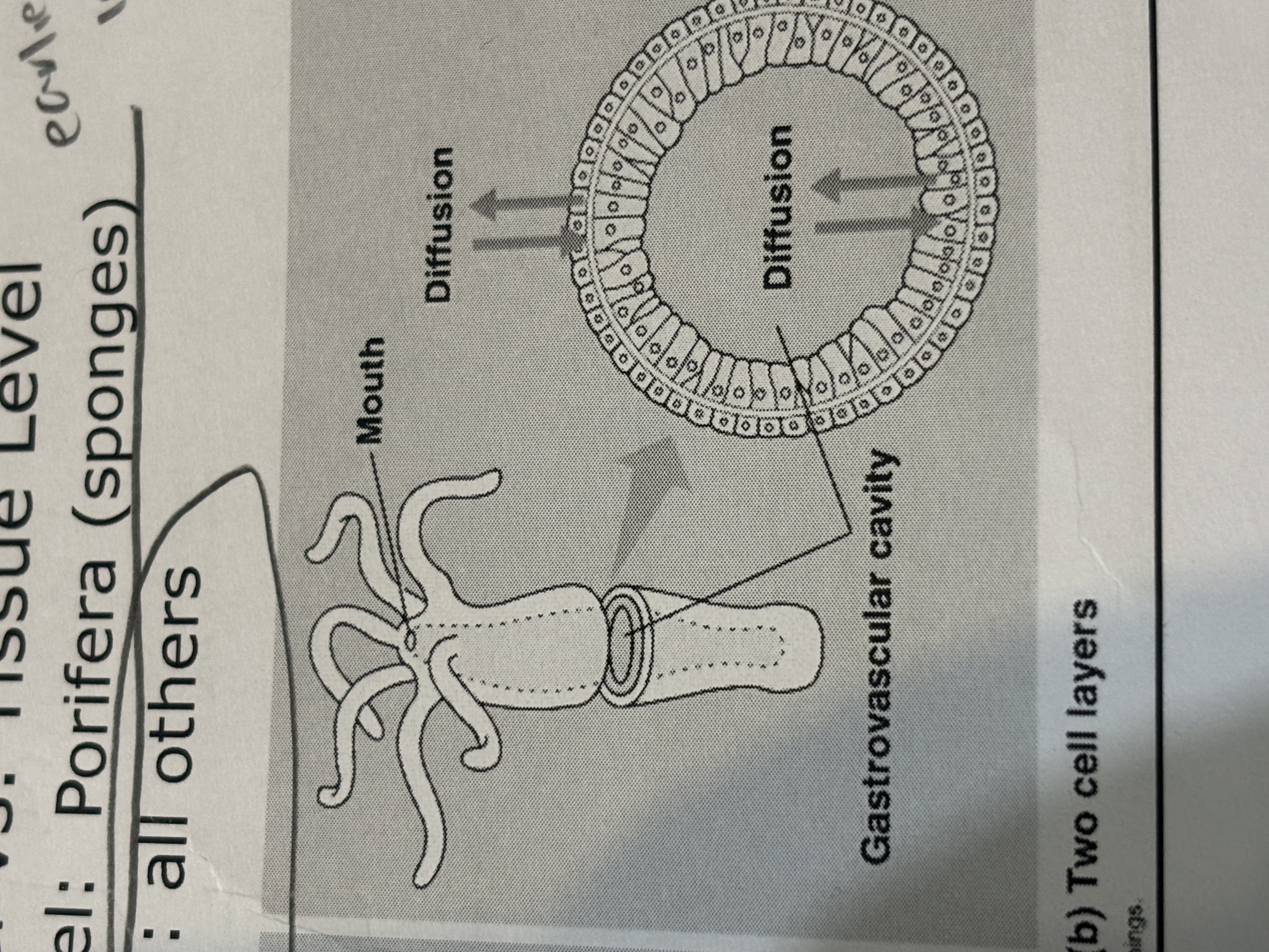 <p>organization of everything else</p>