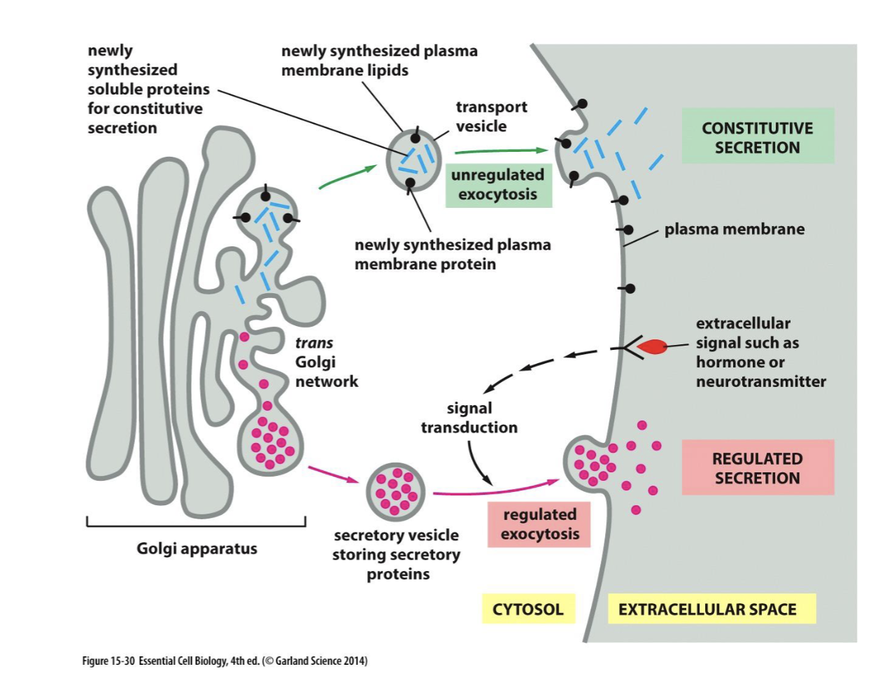 <p>soluble proteins can be secreted outside the cell; transmembrane proteins are not exocytosed by remain inserted in plasma membrane</p>