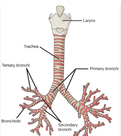 <p>Primary bronchi - right bronchi is thicker/more vertical </p>