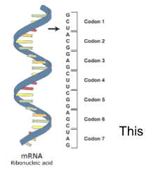 <ul><li><p><strong><u>TRANSCRIPTION</u></strong> is the process of creating messenger RNA (mRNA) from the segment of DNA of our chromosomes (usually one gene).</p></li></ul><p></p>