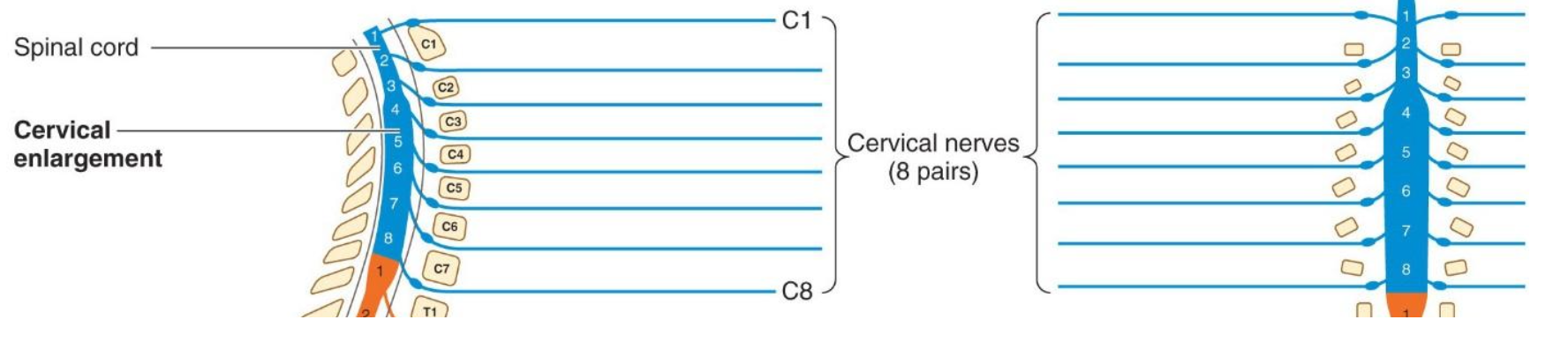 <p><span>Cervical spinal nerves exit above their corresponding numbered vertebra</span></p>