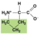 <p>pro. non polar. builds proteins</p>