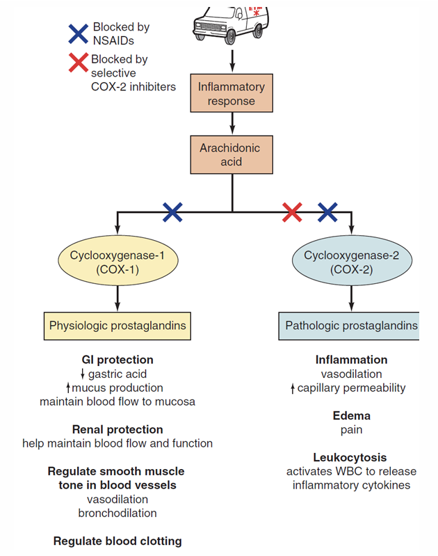 <p>they are non-selective COX inhibitors (inhibit both COX-1 and COX-2 pathways) and stop the prostaglandin production from arachidonic acid </p><p>ex: <span>&nbsp;ibuprofen, aspirin, naproxen</span> </p>