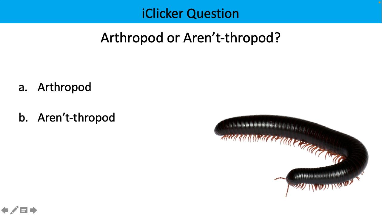 <p>arthropod or aren’t-thropod?</p>
