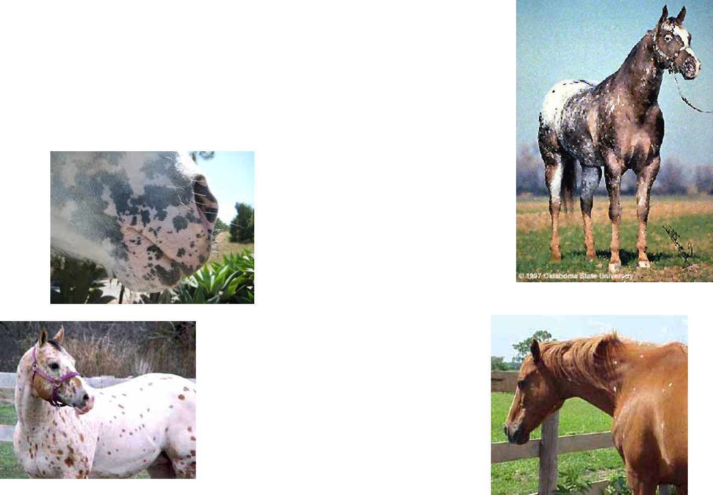 <p>Random areas of white spread over a base color</p><p>White areas are bilaterally symmetrical</p><p>Mottled skin around eyes and muzzle</p><p>Striped hooves</p><p></p>