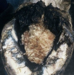 <p>How do you diagnose Canker?</p>