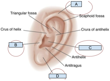 <p>Which structure is labeled B?</p>