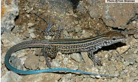 <p>Family: Teiidae</p>