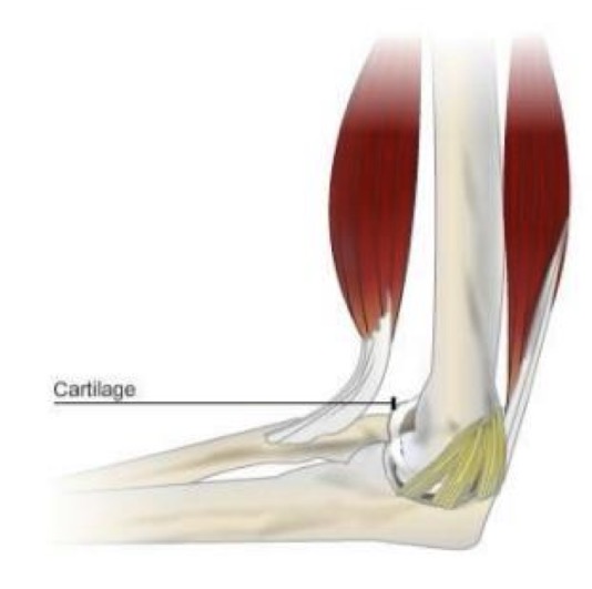 <p>What is articular cartilage?</p>