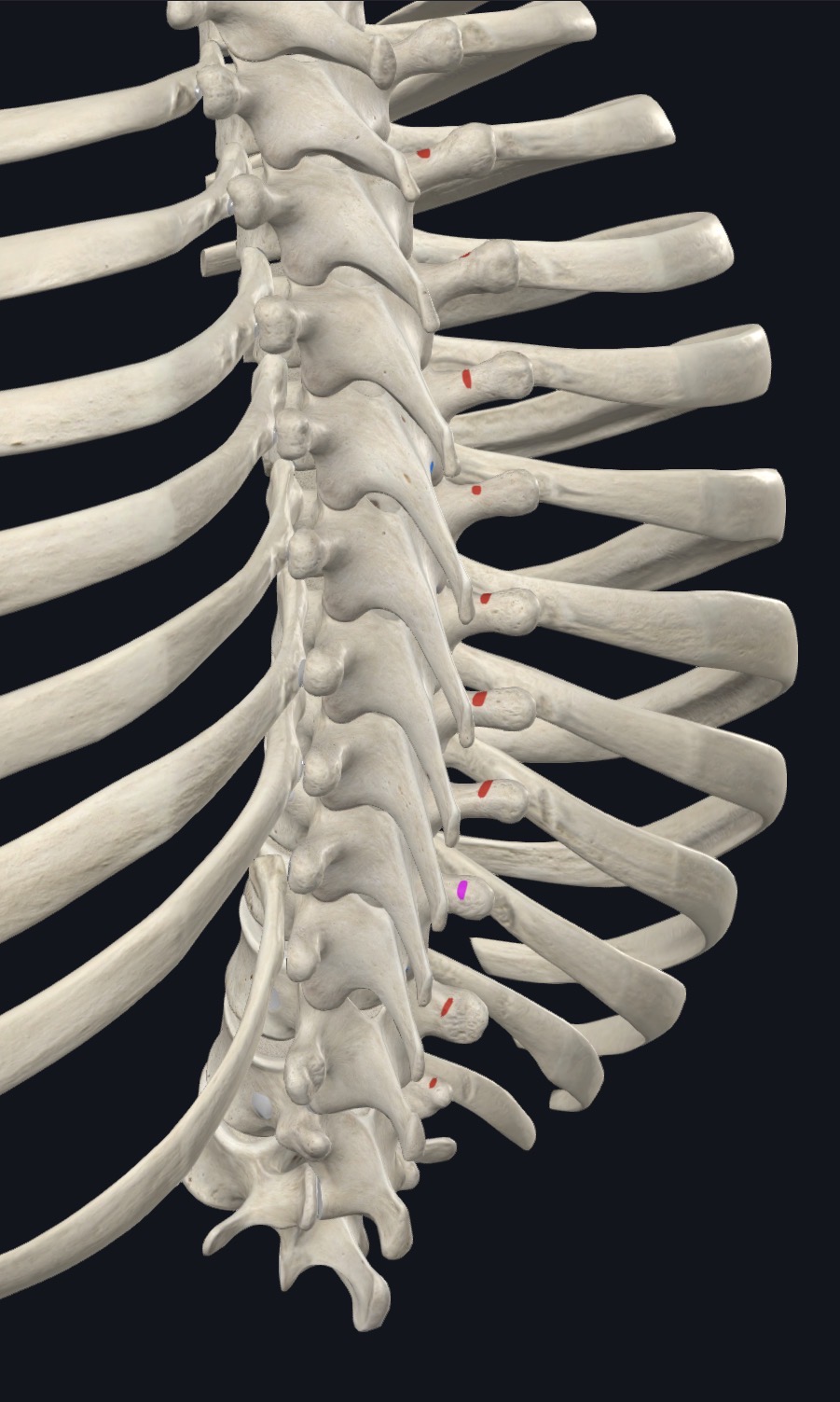 <p>Thoracis: TPs (upper posterior part)</p><p>Cervicis &amp; Lumborum: Irregular, variable with similar attachments</p>