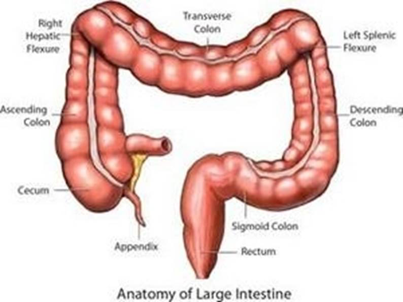 <p><span style="background-color: rgb(255, 255, 153);"> Define each of the terms: </span><strong>Large Intestine</strong>, Rectum, Anus</p>
