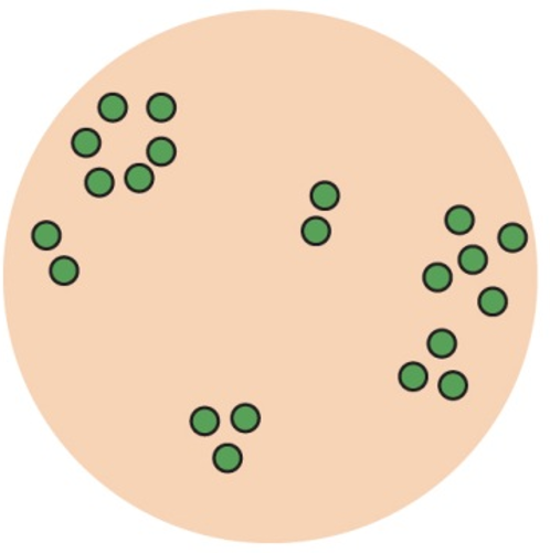 <p>Individuals are grouped together, often due to resource availability or social behavior</p>