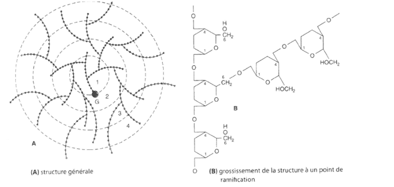 <p>nom de la molécules</p><p>caractéristiques, motifs, dans quelle structures est elle présente</p>