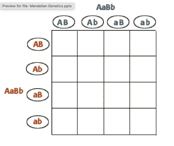 <ul><li><p>Cross of two parents, analyzing two genes at the same time</p><ul><li><p>AaBb x AaBb</p></li></ul></li></ul><p></p>