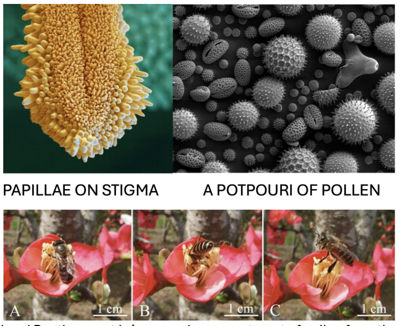 <p>Stigma = the part of the female plant that receives pollen</p><p>Papillae = the microscopic cells covering the stigma</p><p>Pollen = fertilizer from male plant</p>