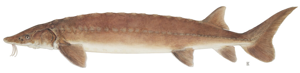 <ul><li><p>Native to NY, prefer clean sand, gravel or rock bottom areas of large lakes and rivers</p></li></ul><ul><li><p>3-7 ft </p></li><li><p>Eat leeches, snails, mussels, small fish and algae</p></li><li><p>Fun fact:  Fishing for any sturgeon species is strictly prohibited as every species in NYS is threated</p></li></ul><p></p>