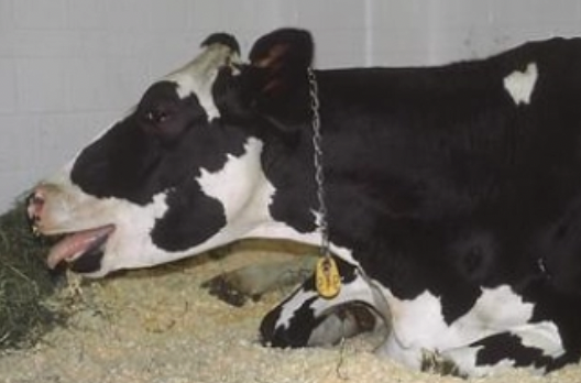 <ol><li><p>Fog fever (acute bovine pulmonary oedema and emphysema)</p></li><li><p>Farmer’s lung (hypersensitivity pneumonitis/diffuse fibrosing alveolitis)</p></li><li><p>Verminous pneumonia</p></li></ol><p></p>