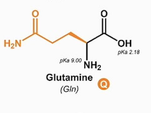 <p>Glutamine (Gln, Q)</p>