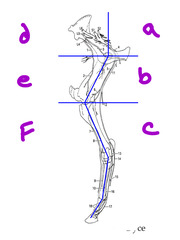 <p>What are the innervations of these parts of the equine pelvic limb?</p>