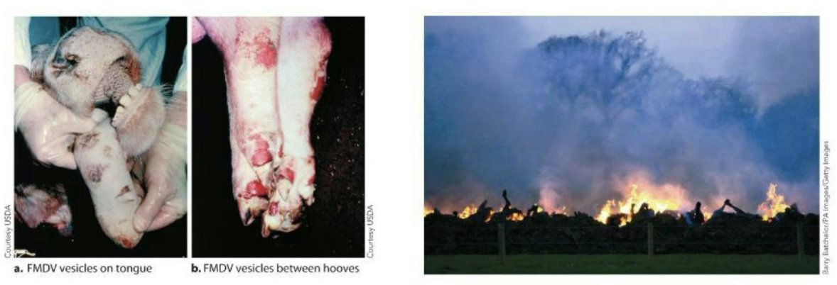 <ul><li><p>FMDV is a close relative of the poliovirus.</p><ul><li><p>It is very easily spread by numerous methods.</p></li><li><p>The R<sub>0</sub> value is between 36 and 73.</p></li><li><p>It causes high mortality in young animals and cripples adult animals by producing painful lesions.</p></li></ul></li><li><p>To head off the disease, animals are often slaughtered and burned en masse.</p></li></ul><p></p>