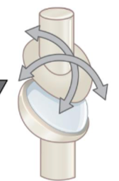 <p>ex: btwn radius and carpal bones of wrist</p>